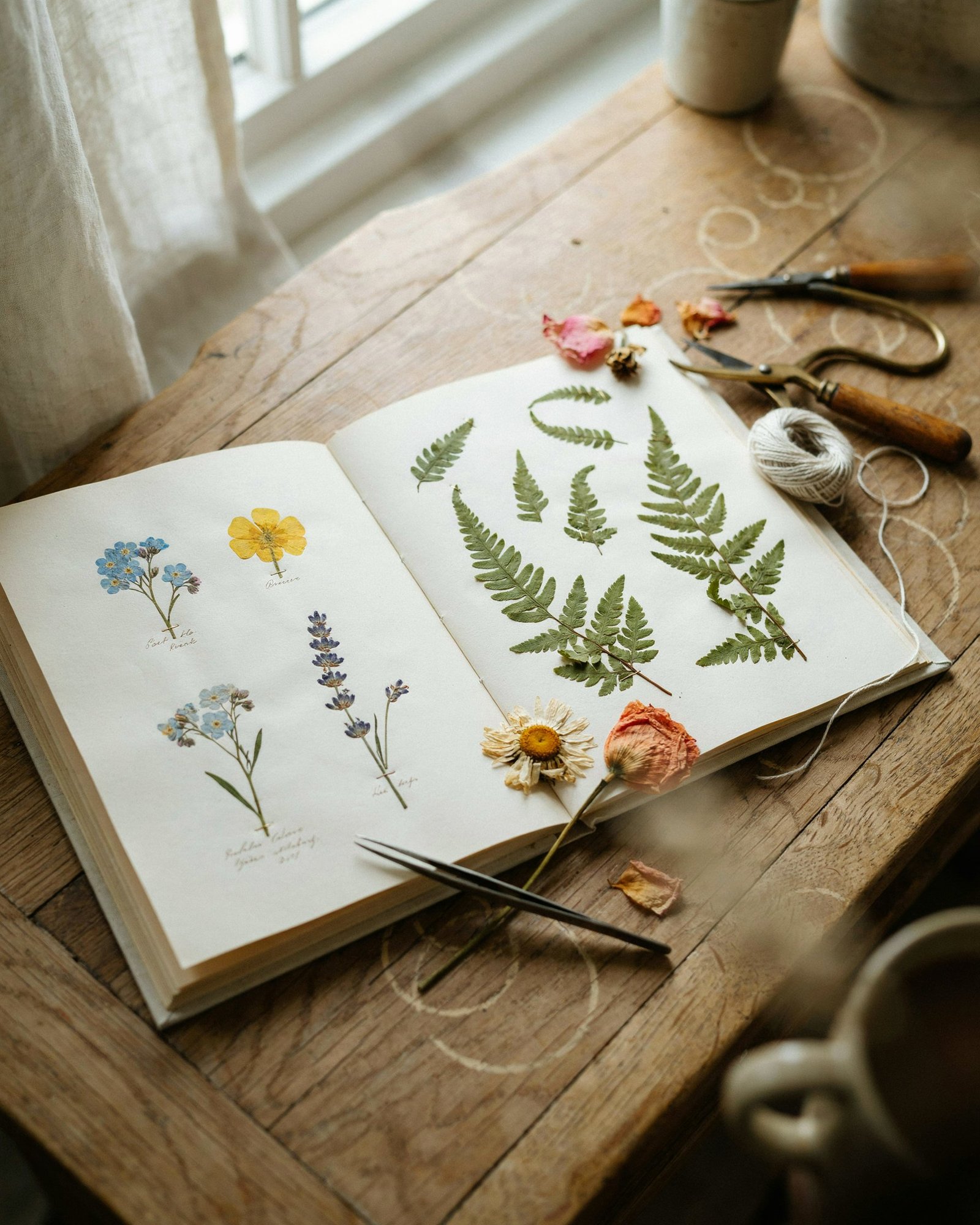 Open botanical album with pressed wildflowers and ferns on a wooden desk