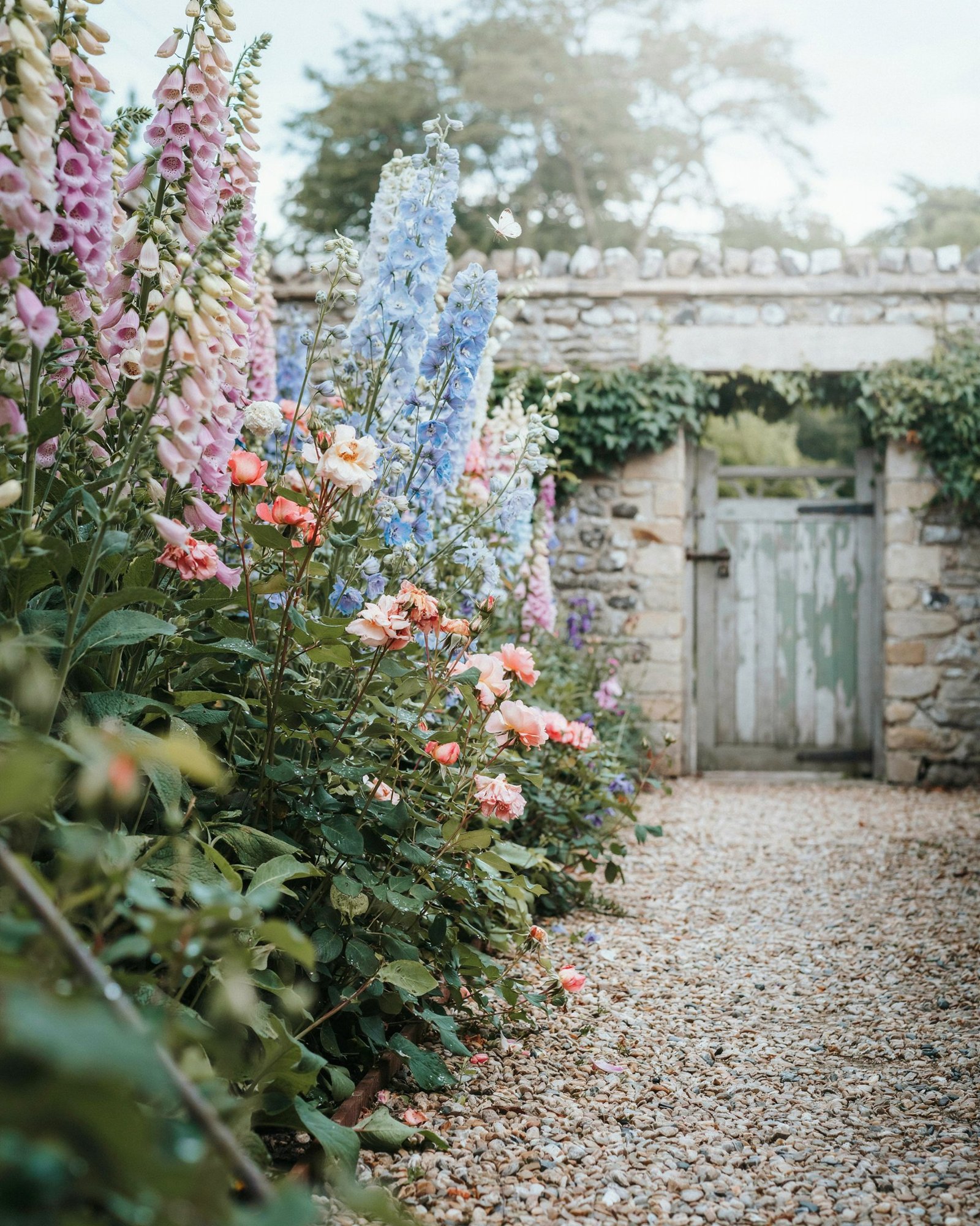 Cottage garden border of foxgloves and delphiniums along a gravel path